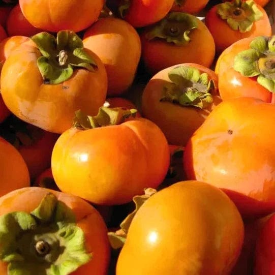 Kaki Fuyu BIO - La paire Sud Ouest vrac-zero-dechet-ecolo-toulouse