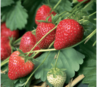 Plant de fraisier variété "Charlotte" BIO - Le pot Le Bon Plant vrac-zero-dechet-ecolo-toulouse