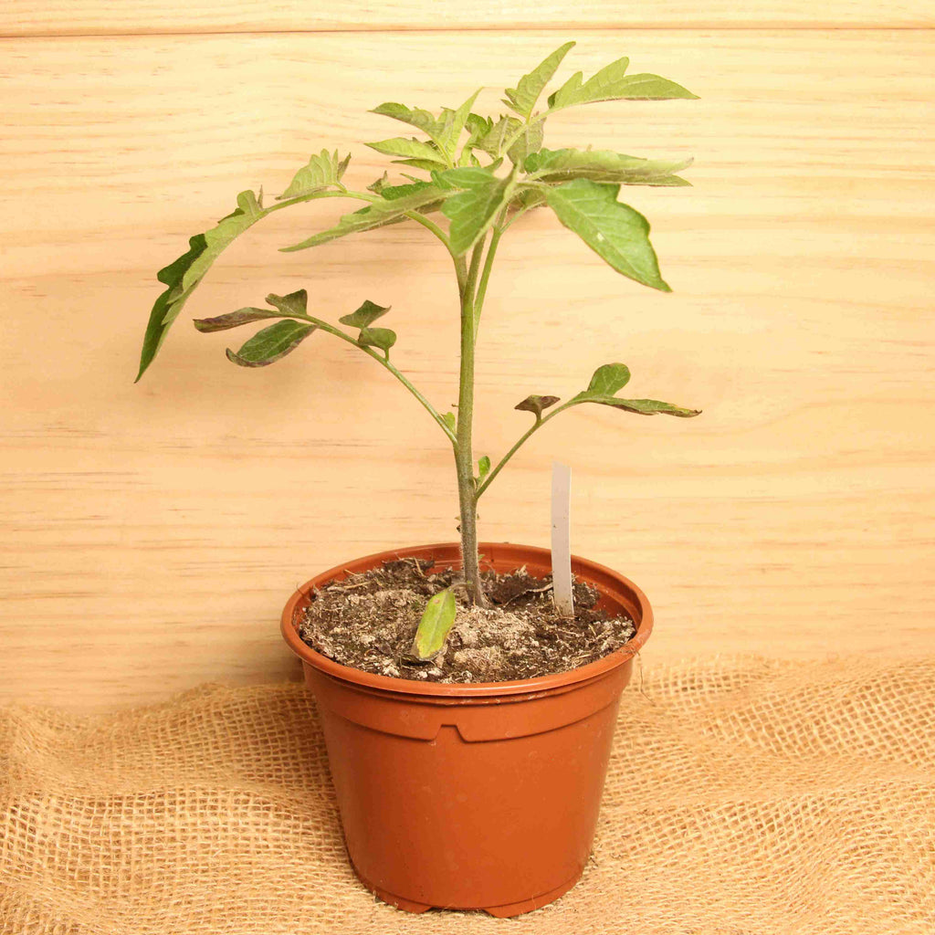 Plant de tomate cerise variété "Prune rouge" BIO - Le pot Le Bon Plant vrac-zero-dechet-ecolo-toulouse