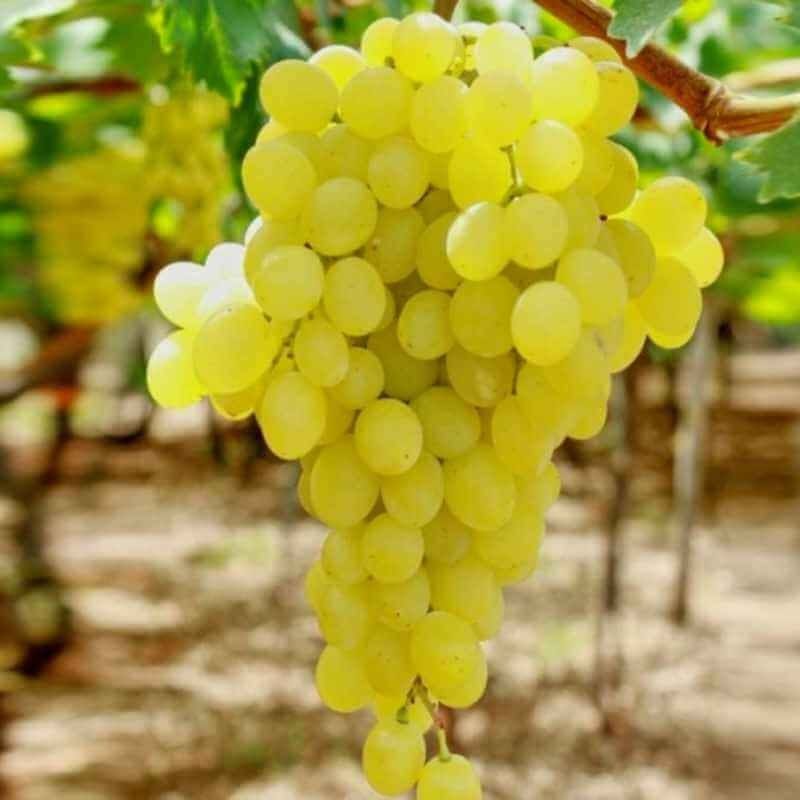 Raisin blanc sans pépins BIO - 500g NOT_APPLICABLE vrac-zero-dechet-ecolo-toulouse