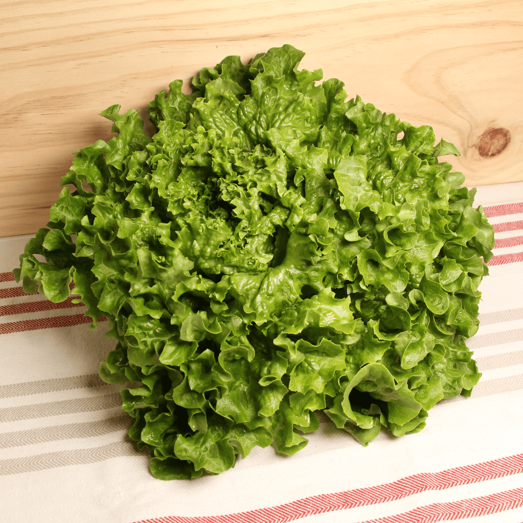 Salade batavia France BIO - la pièce Ferm'en bio vrac-zero-dechet-ecolo-toulouse