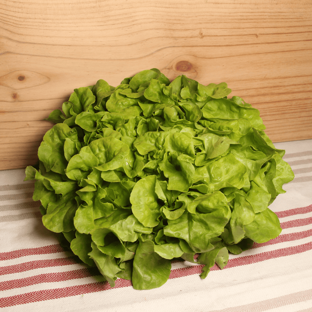 Salade feuille de chêne France BIO - la pièce Ferm'en bio vrac-zero-dechet-ecolo-toulouse