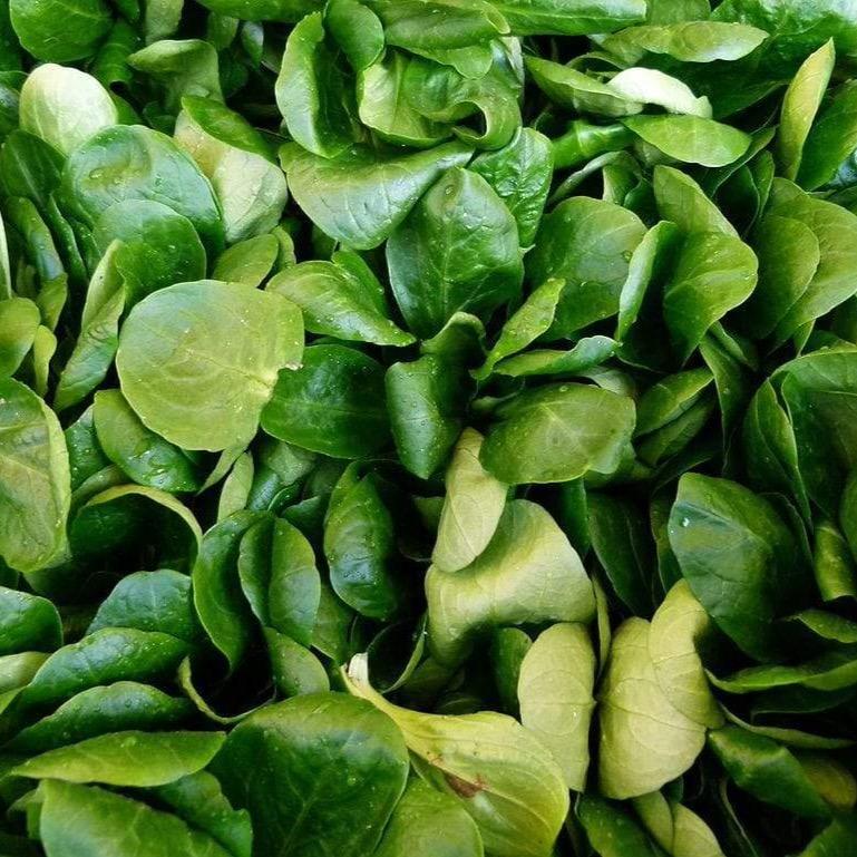 Salade Mâche BIO - 125g NOT_APPLICABLE vrac-zero-dechet-ecolo-toulouse