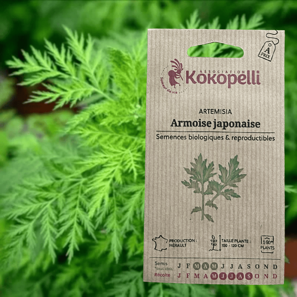 Semences - Artemisia Armoise Japonaise BIO Kokopelli vrac-zero-dechet-ecolo-toulouse