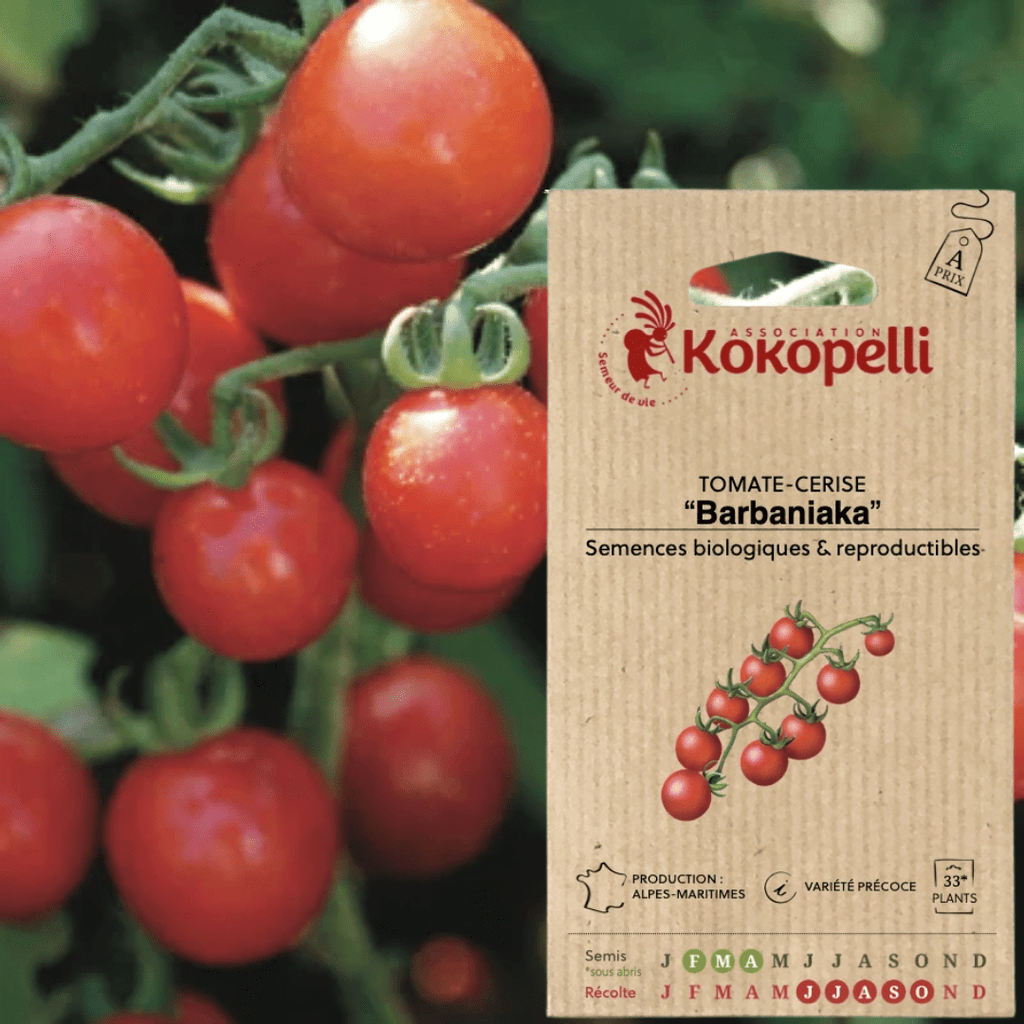 Semences - Tomate-Cerise Rouge Barbaniaka BIO Kokopelli vrac-zero-dechet-ecolo-toulouse